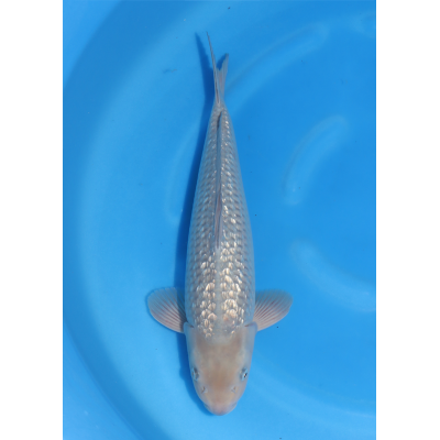 KGE.88 GINRIN SORAGOI